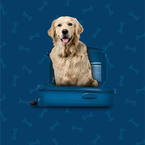 Pet Friendly Hotel ILUNION Pío XII Madrid
