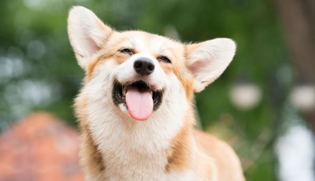 Consulta los establecimientos donde puedes traer a tu mascota Hotel ILUNION Pío XII Madrid