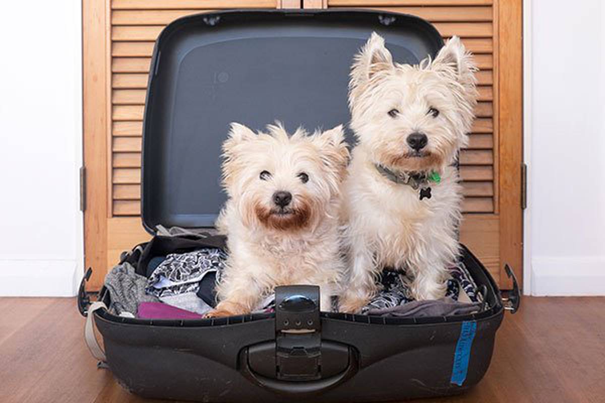2. informarnos de tu mascota Hotel ILUNION Pío XII Madrid