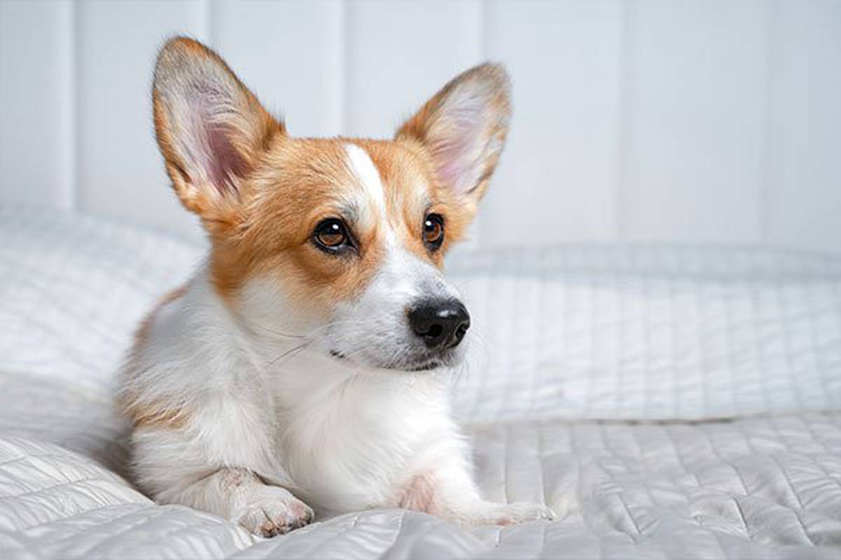 1. selecciona una habitación pet friendly Hotel ILUNION Pío XII Madrid